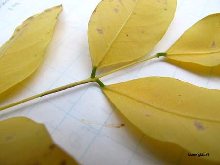  picture  Valse_christusdoorn |Gleditsia_triacanthos