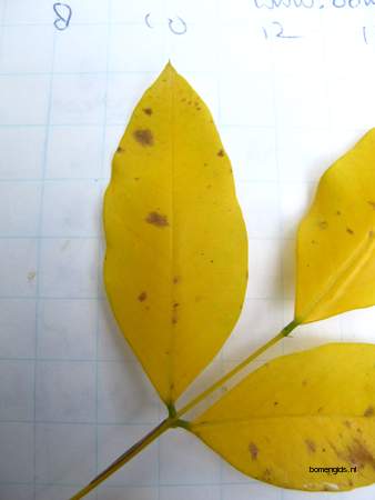  picture  Valse_christusdoorn |Gleditsia_triacanthos