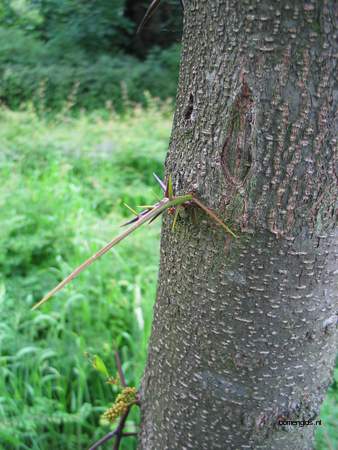  picture  Valse_christusdoorn |Gleditsia_triacanthos