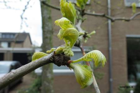  picture  Valse_christusdoorn |Gleditsia_triacanthos