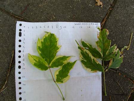 Leaf picture  Veder esdoorn ( Acer negundo)