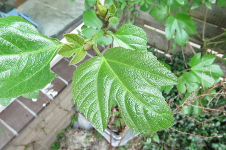  picture  Vijg |Ficus_carica