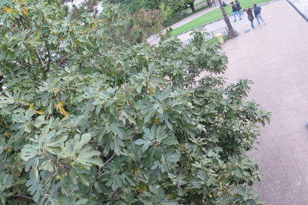  picture  Vijg |Ficus_carica