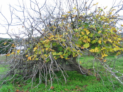  picture  Vijg |Ficus_carica