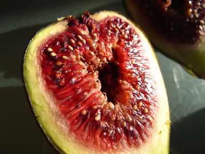  picture  Vijg |Ficus_carica