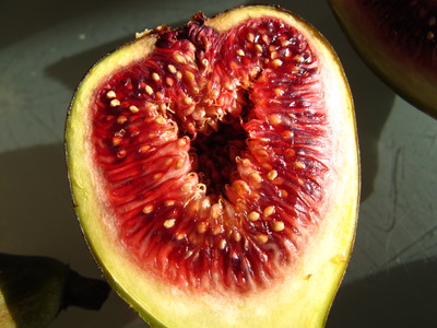  picture  Vijg |Ficus_carica