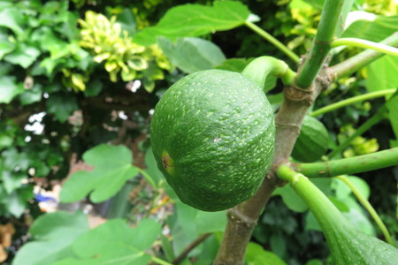  picture  Vijg |Ficus_carica