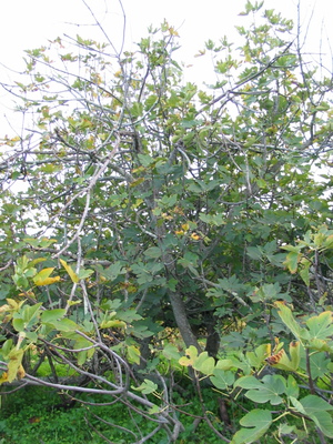  picture  Vijg |Ficus_carica