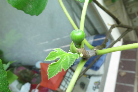  picture  Vijg |Ficus_carica