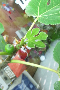  picture  Vijg |Ficus_carica