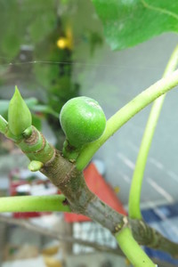  picture  Vijg |Ficus_carica