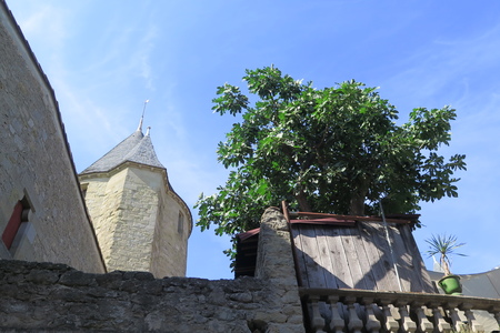  picture  Vijg |Ficus_carica