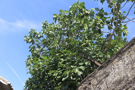  picture  Vijg |Ficus_carica