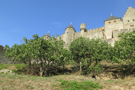  picture  Vijg |Ficus_carica