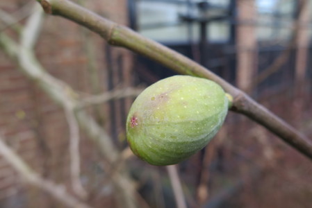  picture  Vijg |Ficus_carica