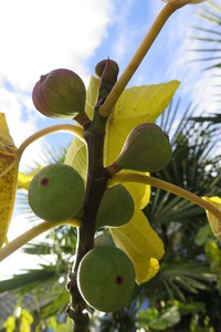  picture  Vijg |Ficus_carica