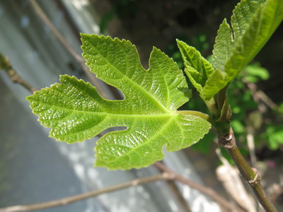  picture  Vijg |Ficus_carica