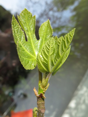  picture  Vijg |Ficus_carica