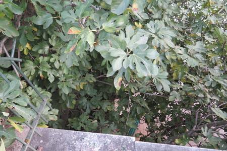  picture  Vijg |Ficus_carica