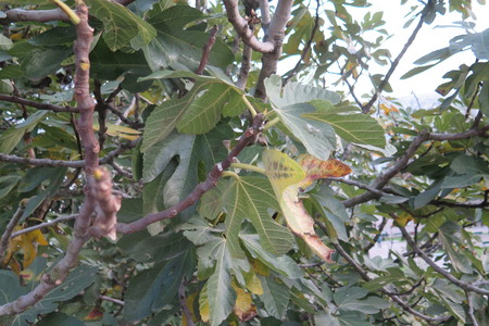  picture  Vijg |Ficus_carica