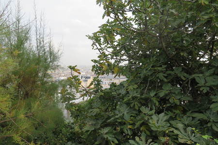  picture  Vijg |Ficus_carica