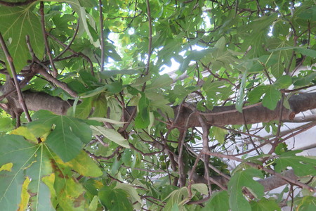  picture  Vijg |Ficus_carica