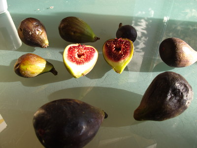  picture  Vijg |Ficus_carica