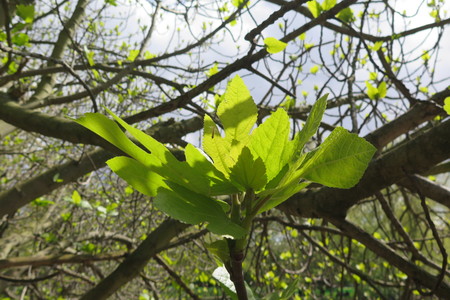  picture  Vijg |Ficus_carica