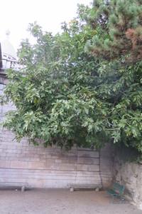  picture  Vijg |Ficus_carica