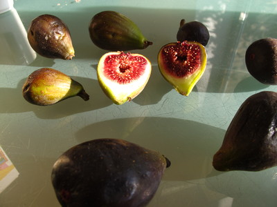  picture  Vijg |Ficus_carica