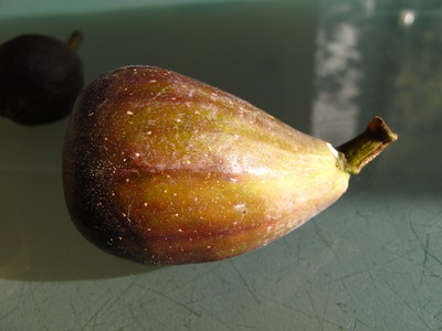  picture  Vijg |Ficus_carica