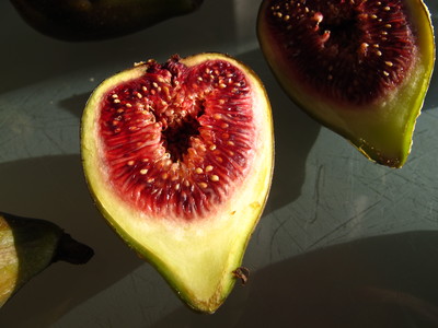  picture  Vijg |Ficus_carica