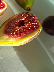  picture  Vijg |Ficus_carica