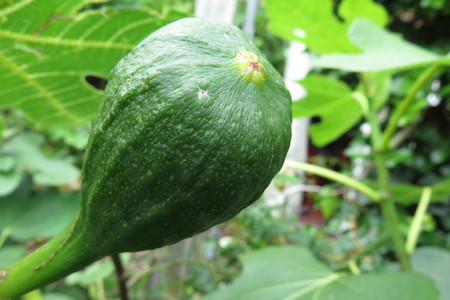  picture  Vijg |Ficus_carica