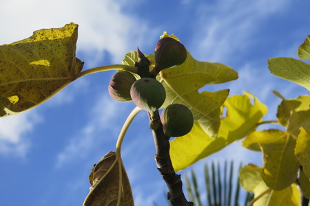  picture  Vijg |Ficus_carica