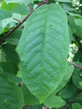 Leaf picture  Vogelkers ( Prunus Padus)