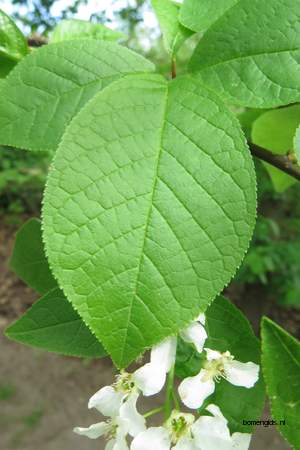  picture  Vogelkers |Prunus_Padus