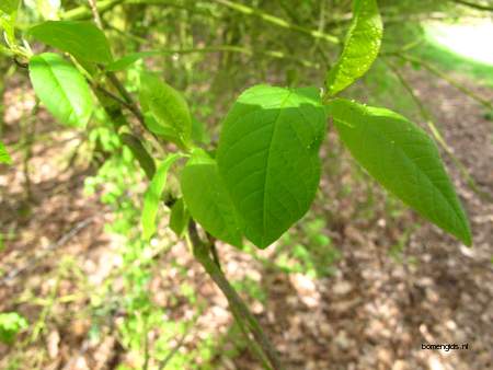 picture  Vogelkers |Prunus_Padus