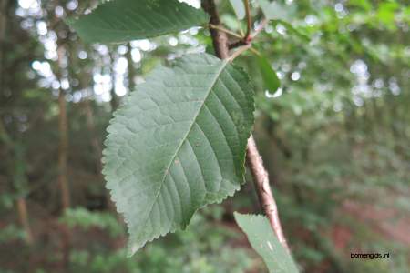  picture  Vogelkers |Prunus_Padus