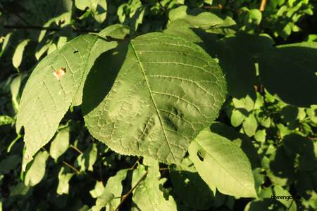  picture  Vogelkers |Prunus_Padus