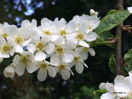  picture  Vogelkers |Prunus_Padus