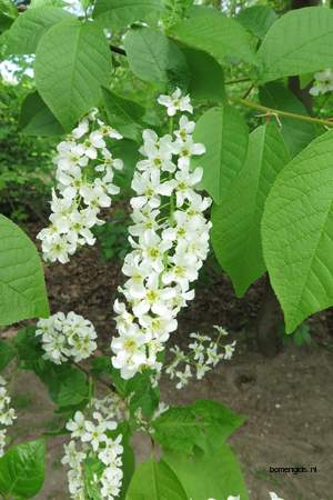  picture  Vogelkers |Prunus_Padus