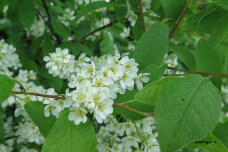  picture  Vogelkers |Prunus_Padus