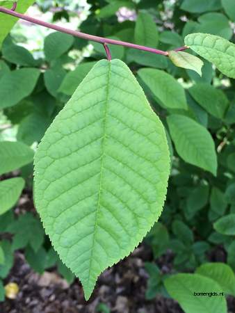  picture  Vogelkers |Prunus_Padus