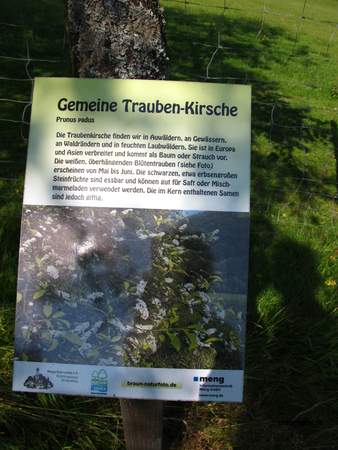  picture  Vogelkers |Prunus_Padus