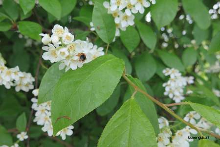  picture  Vogelkers |Prunus_Padus