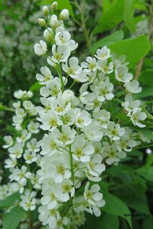  picture  Vogelkers |Prunus_Padus