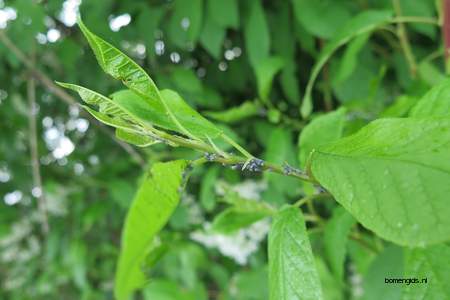  picture  Vogelkers |Prunus_Padus