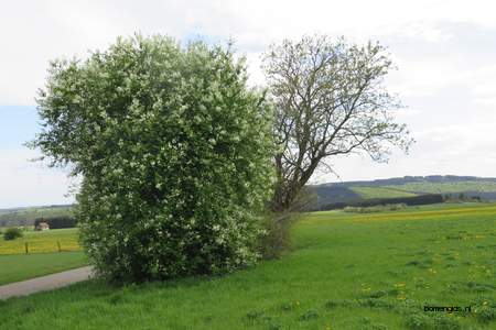  picture  Vogelkers |Prunus_Padus