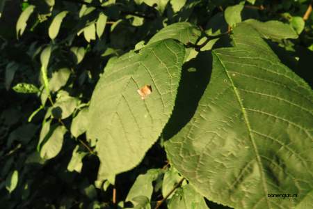 picture  Vogelkers |Prunus_Padus